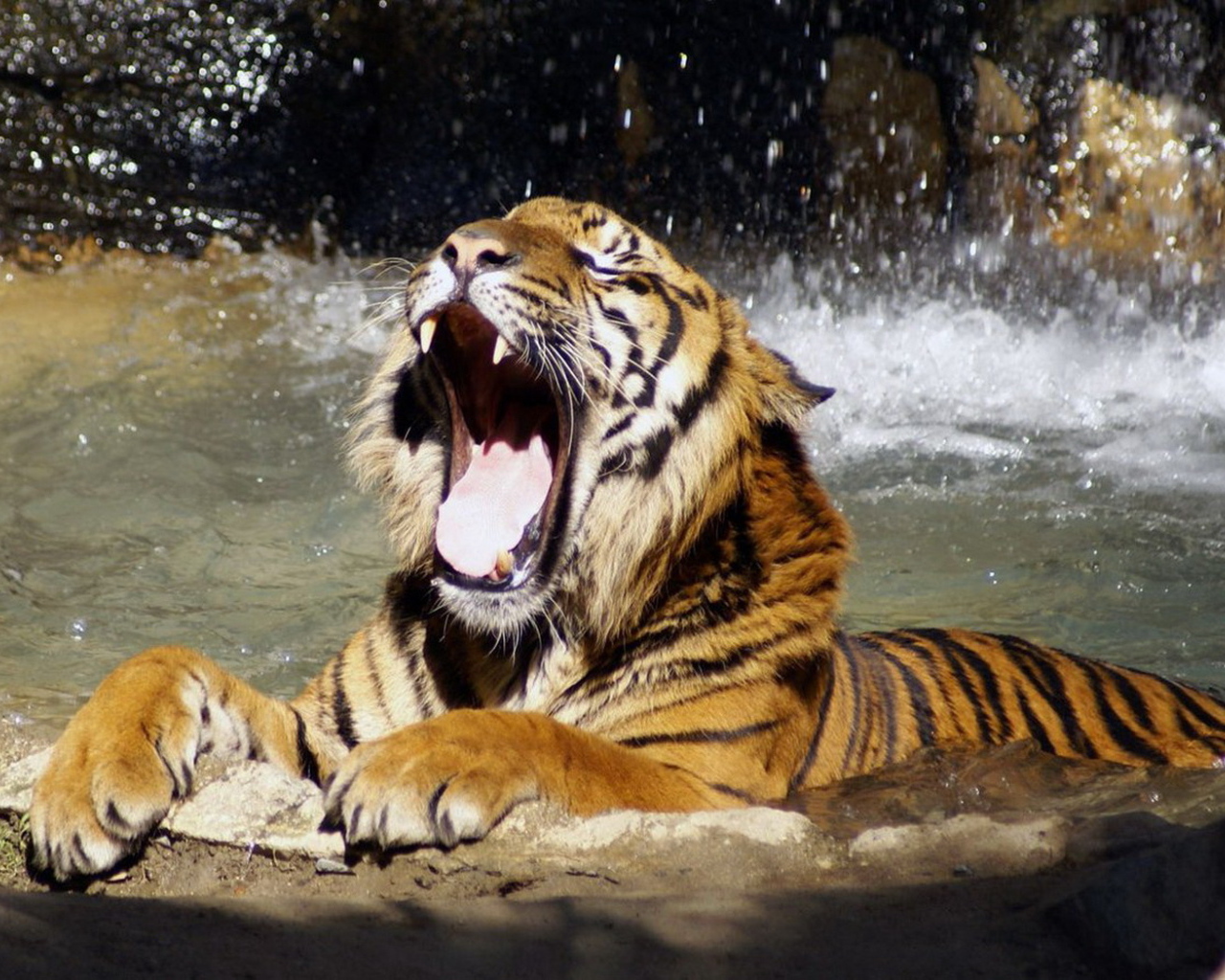 Тигр в воде