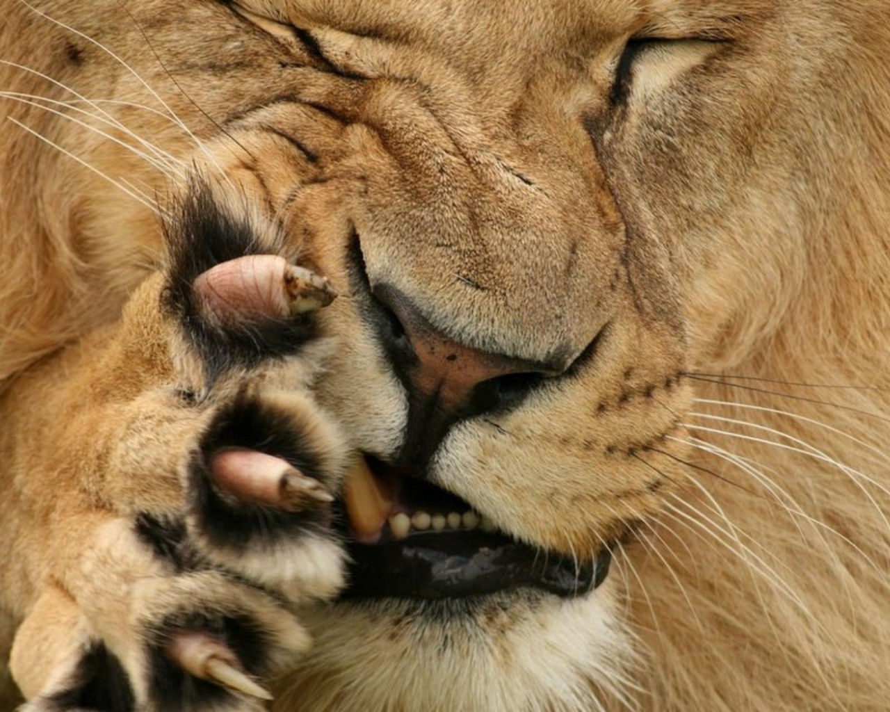 Царь зверей