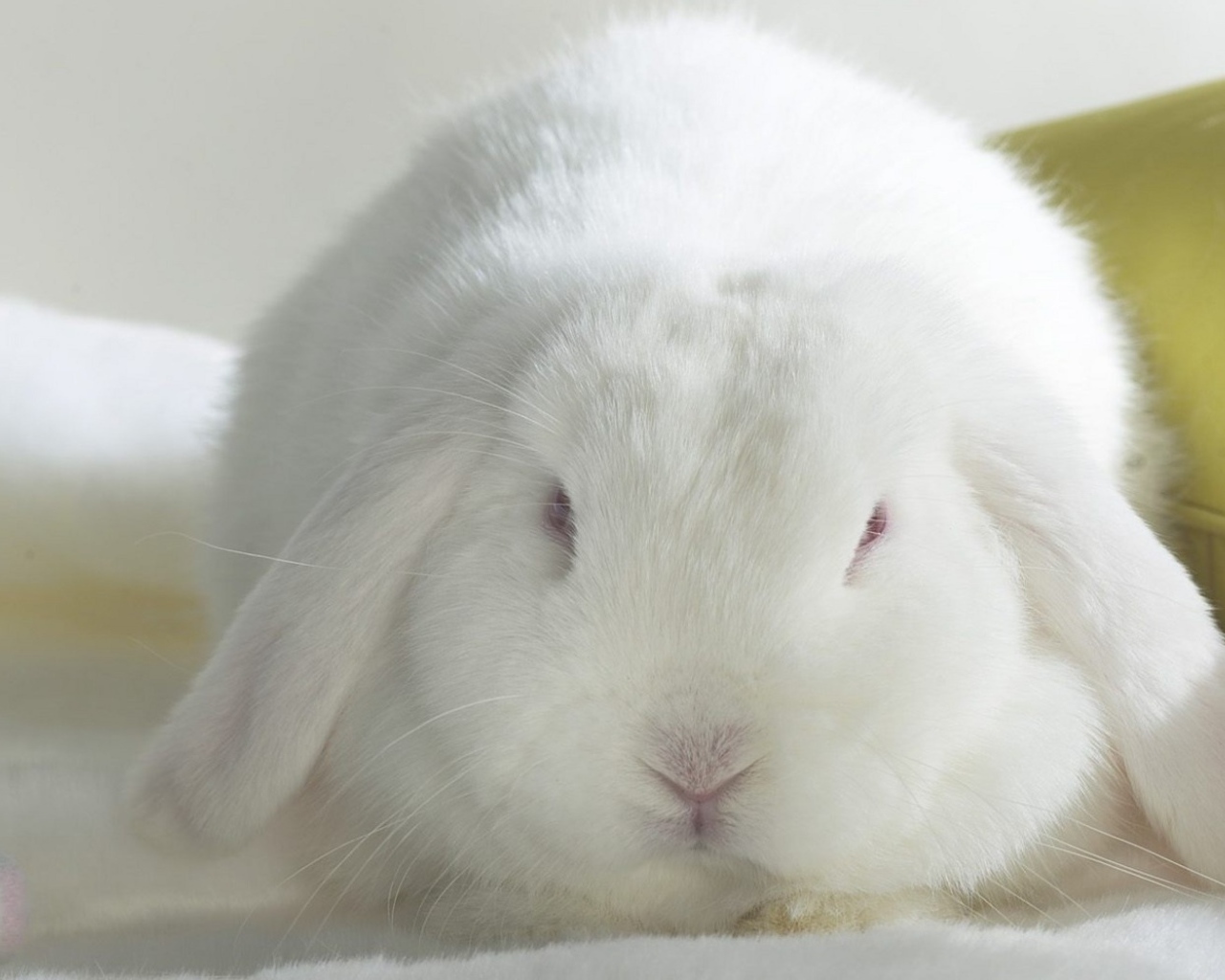 Белый кролик