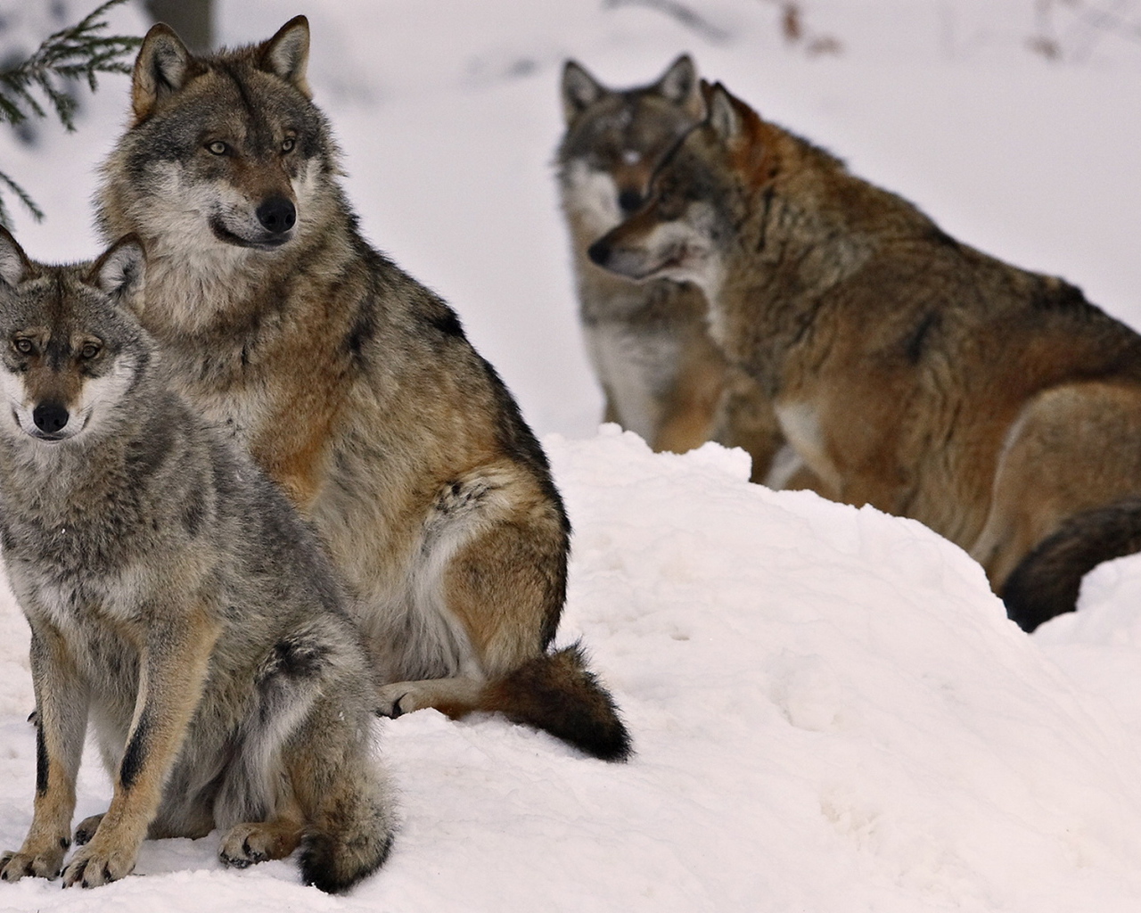 Волчье семейство