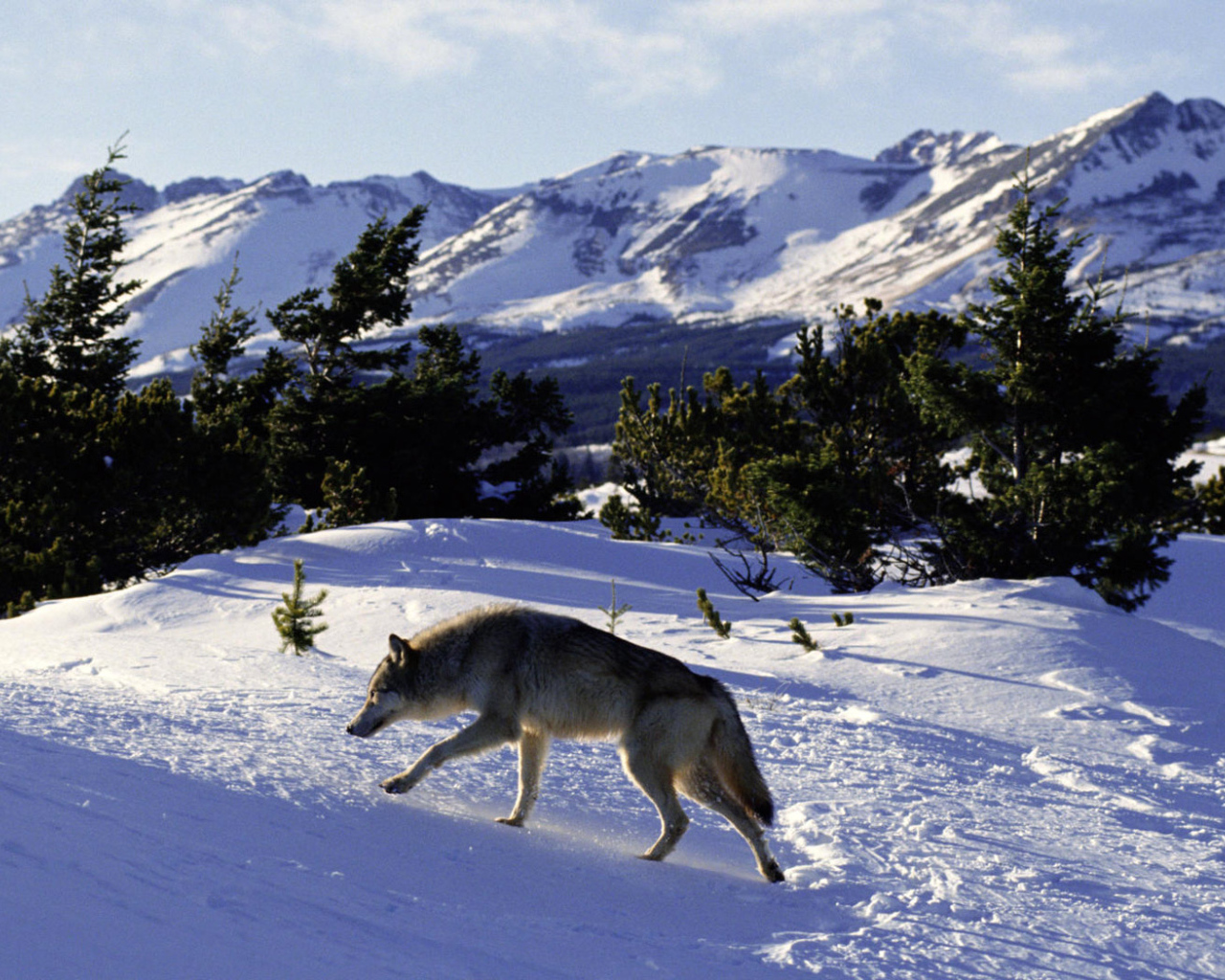 Волк идет по следу