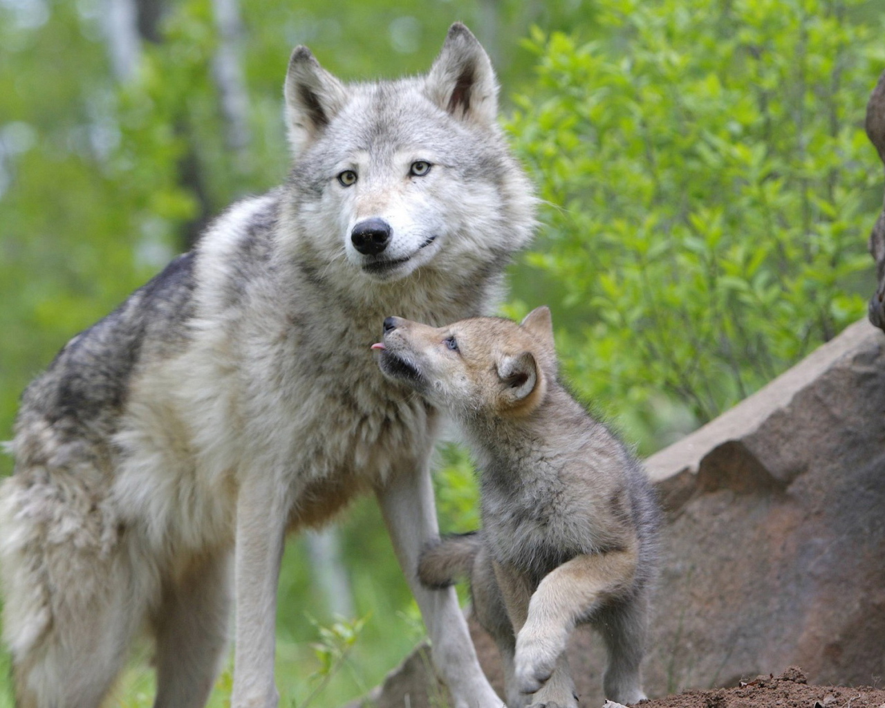 Волчица с волчонком