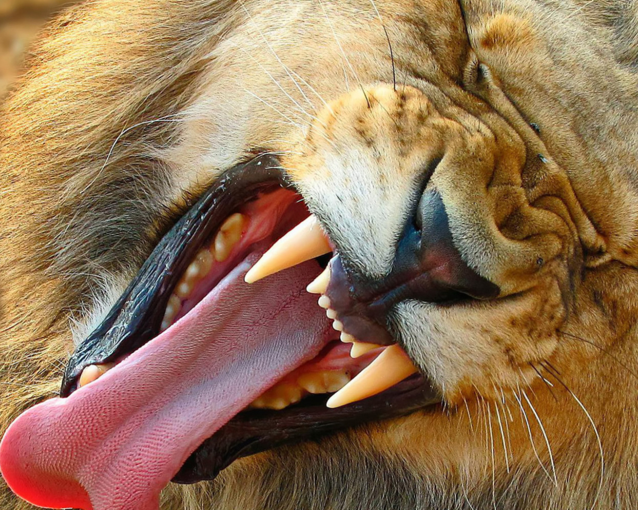 Зевающий лев