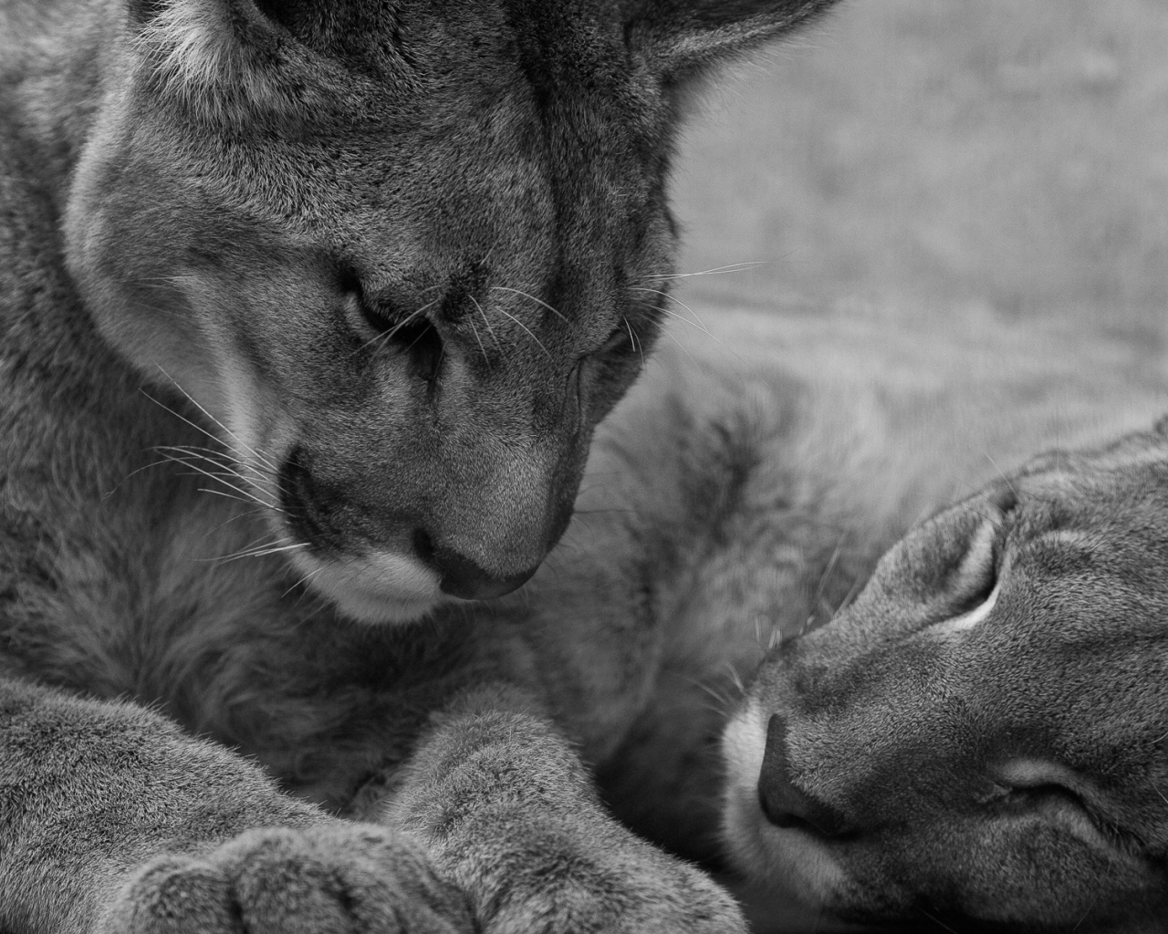 Молодые львы