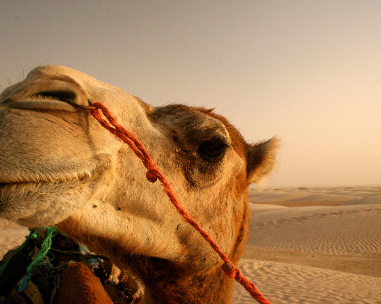 Верблюд