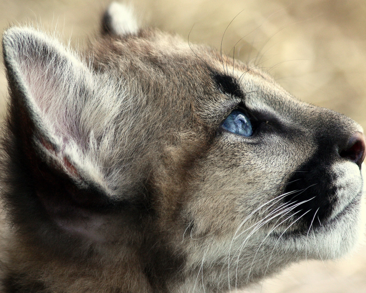Кошачьи голубые глаза