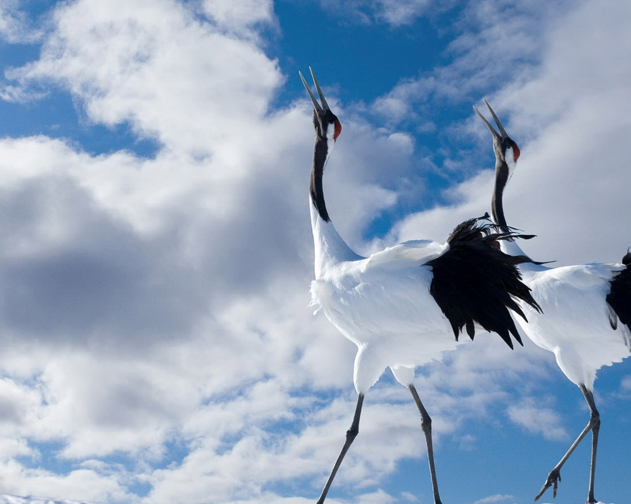 Птичья прогулка