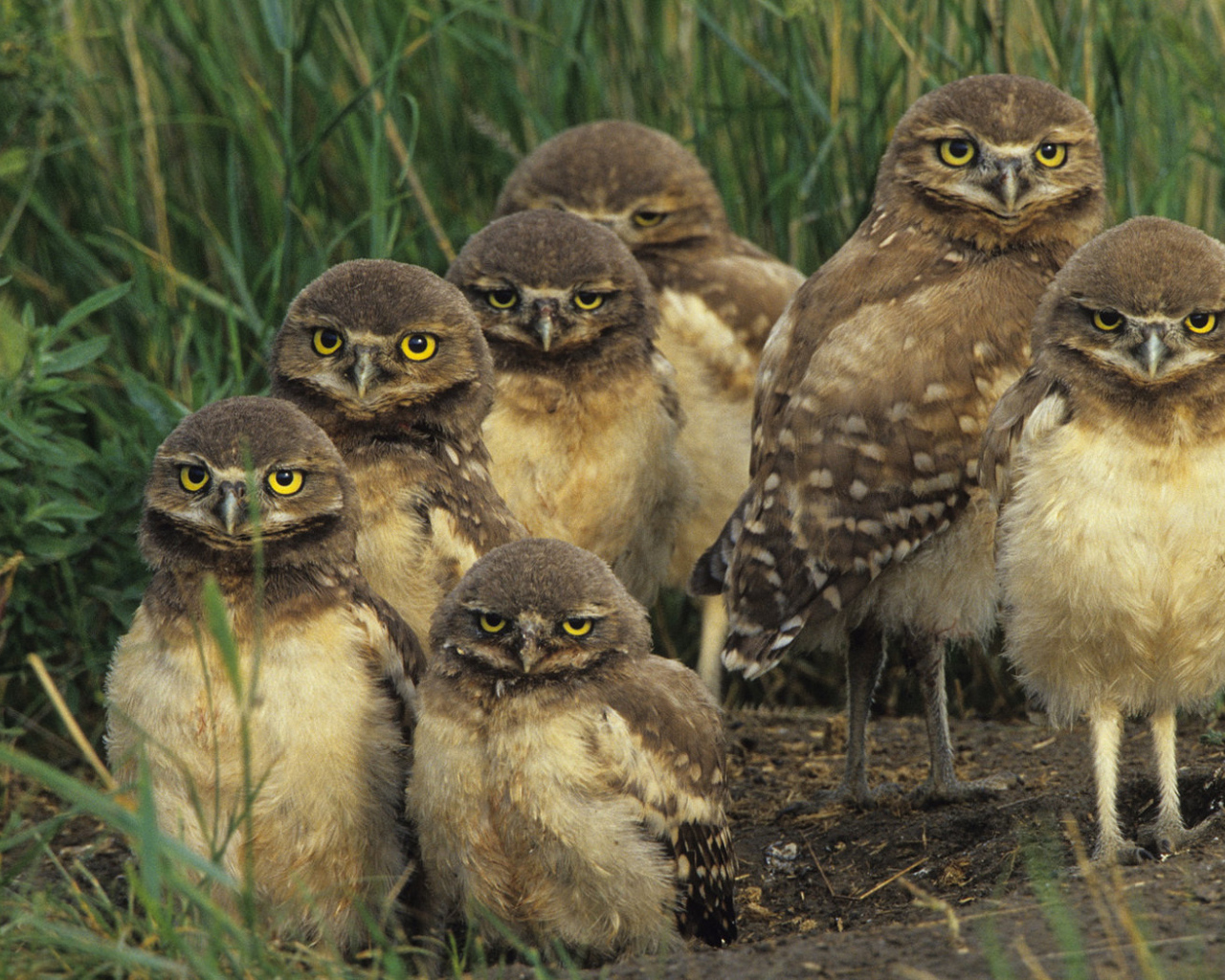 Птичье семейство
