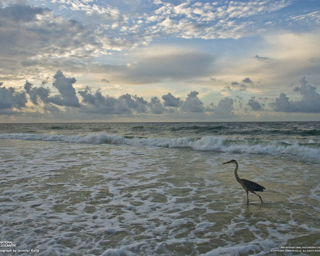 Птица на берегу