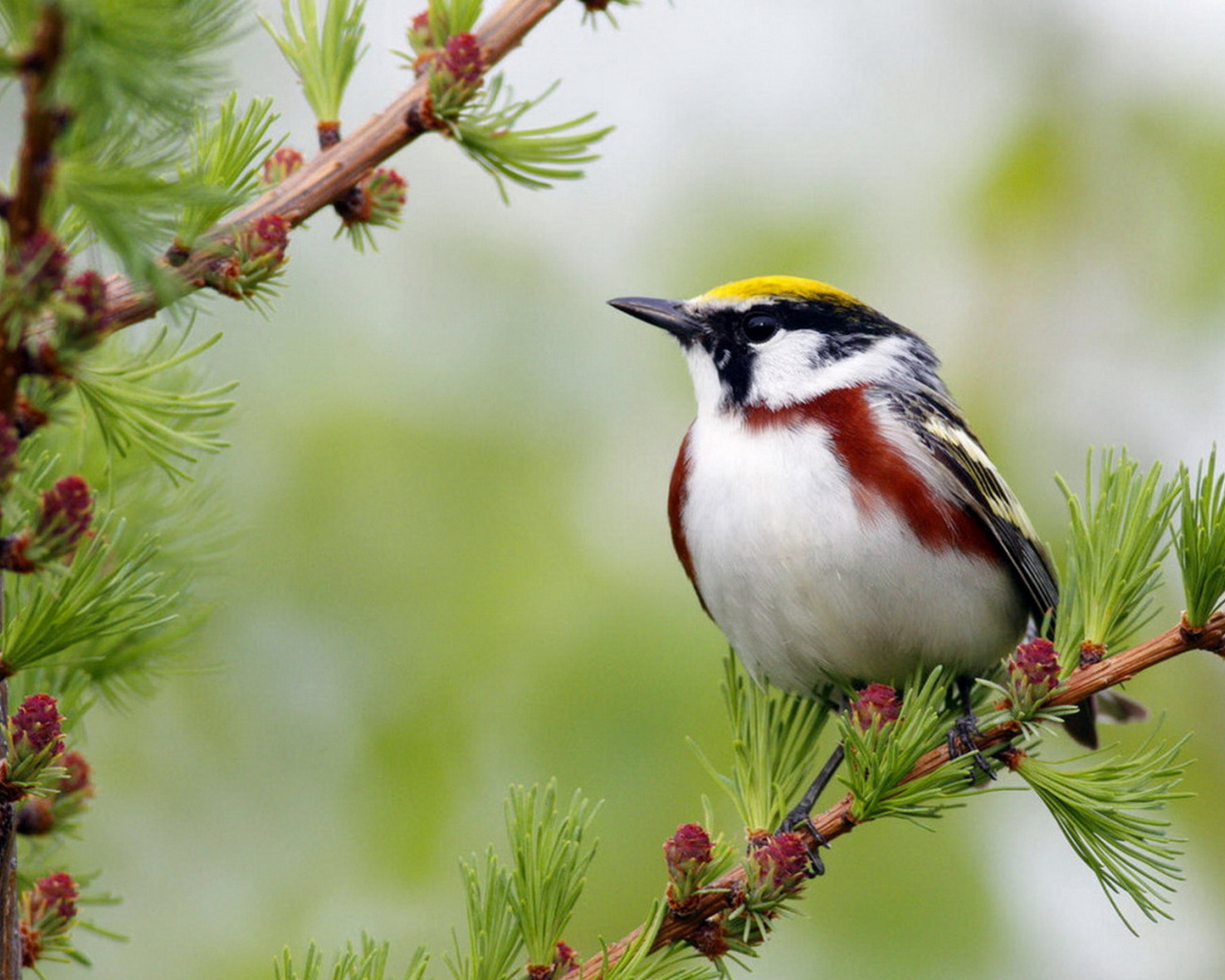 Желтошапочный лесной певун