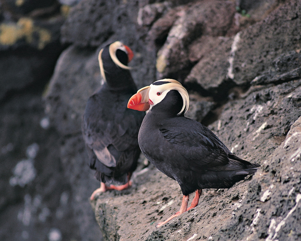 Тупик-птица