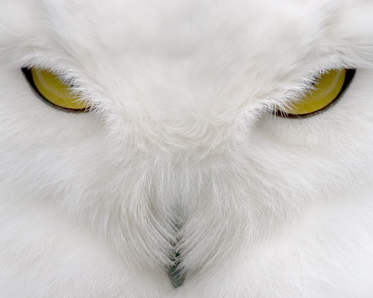 Глаза Хищника