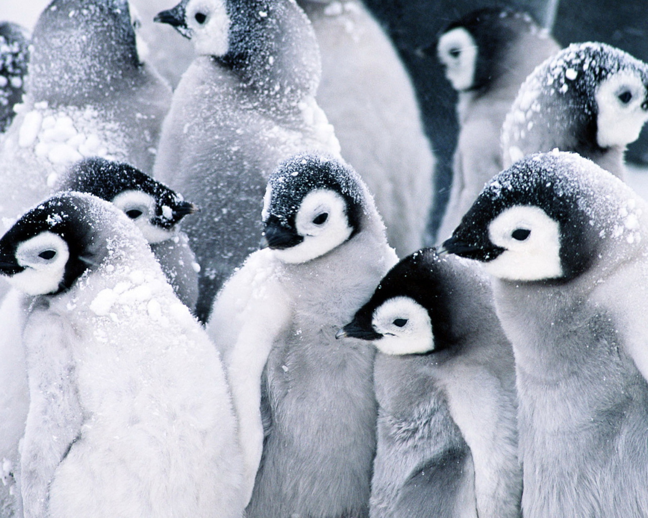 Стая пингвинов