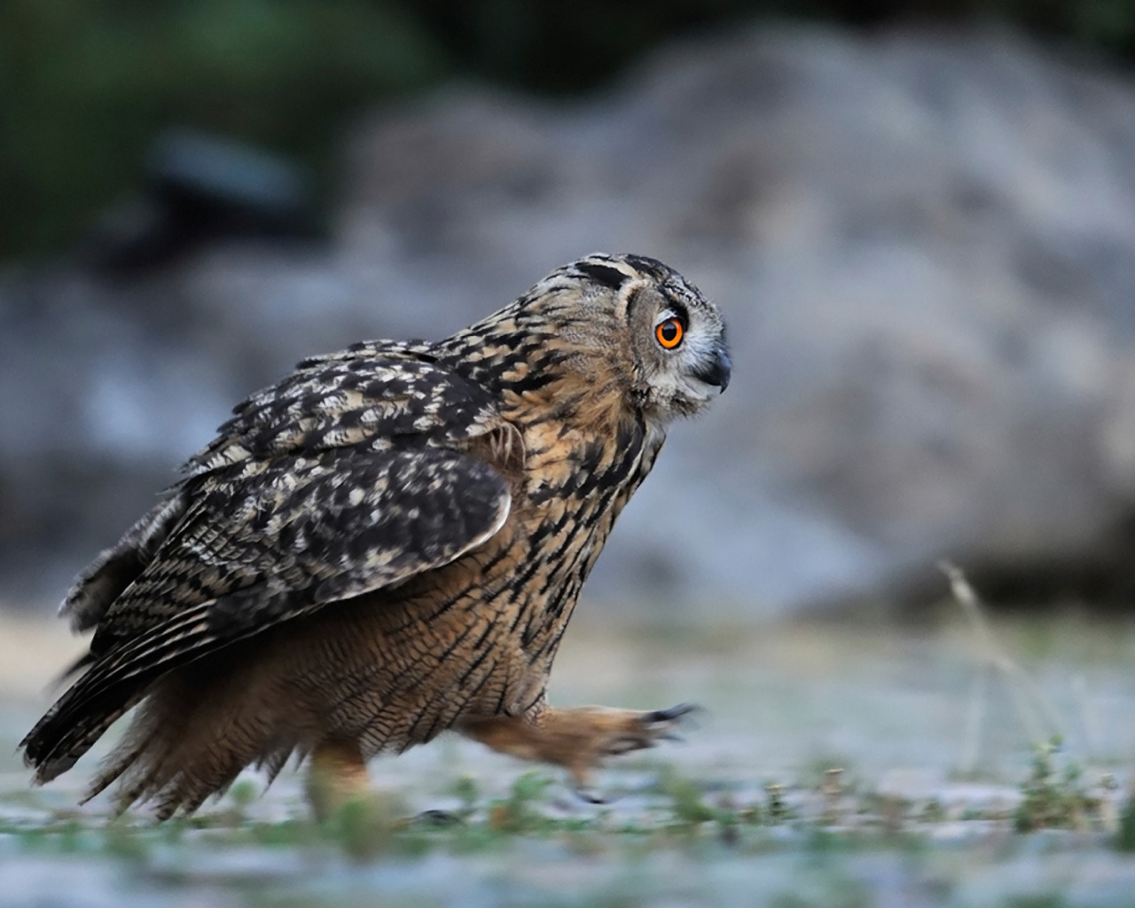 Идущая сова