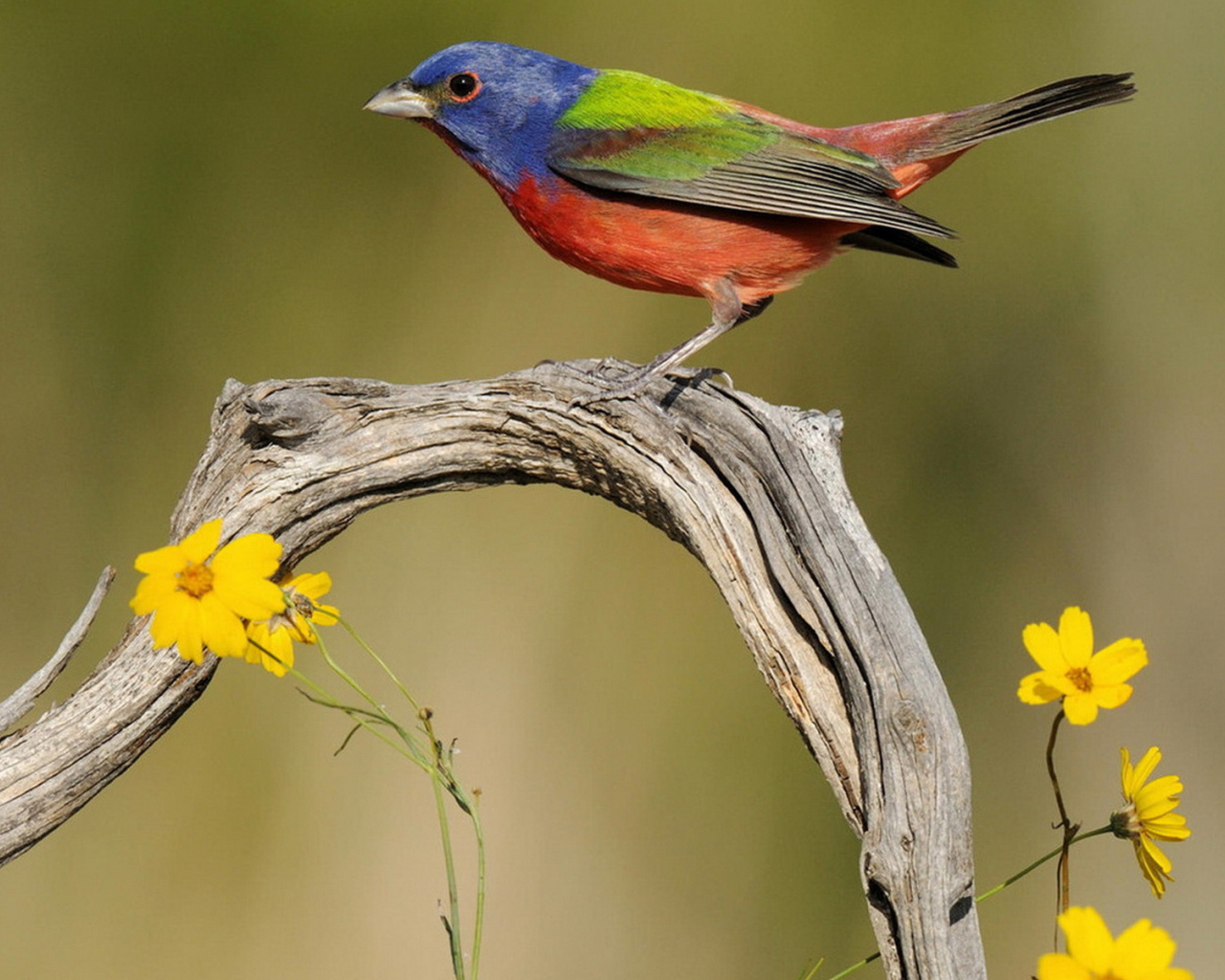 Пестрая овсянка