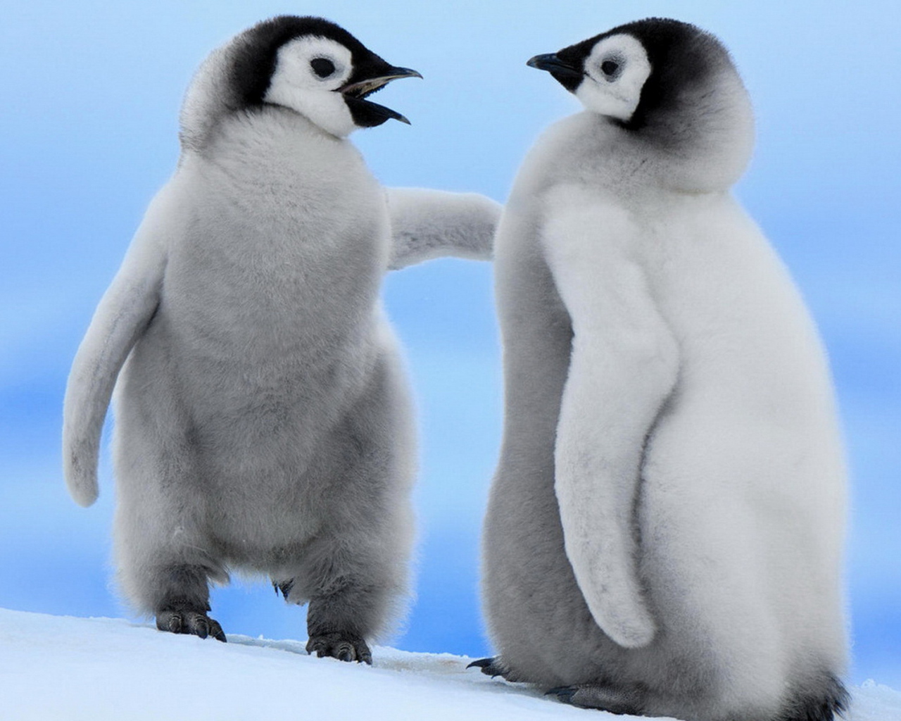 Парочка пингвинчиков