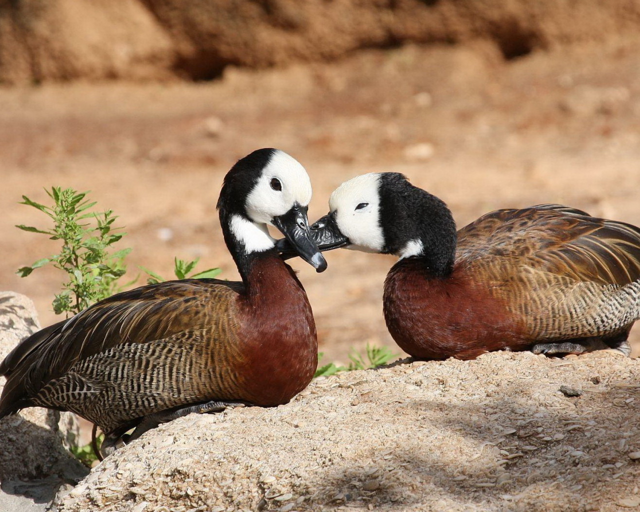 Парочка диких уток