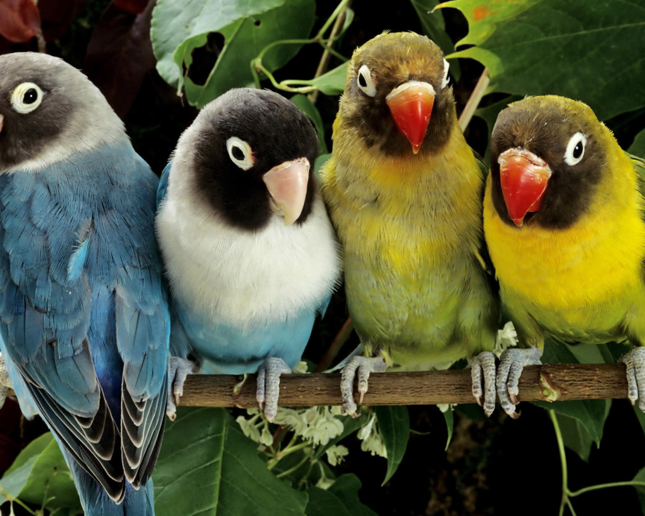 Попугаи на ветке