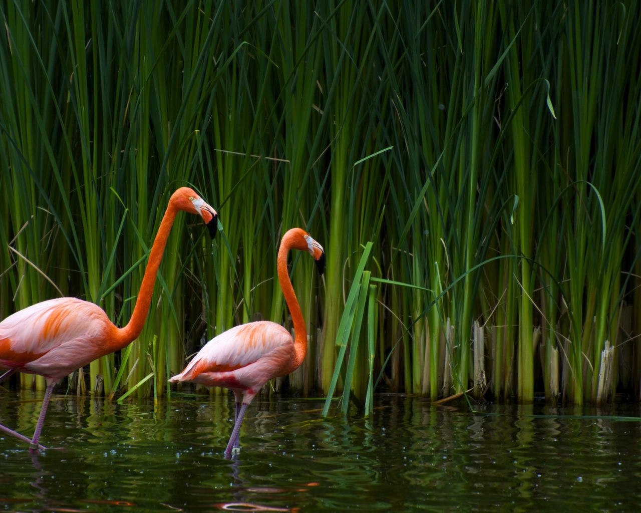 Розовые фламинго