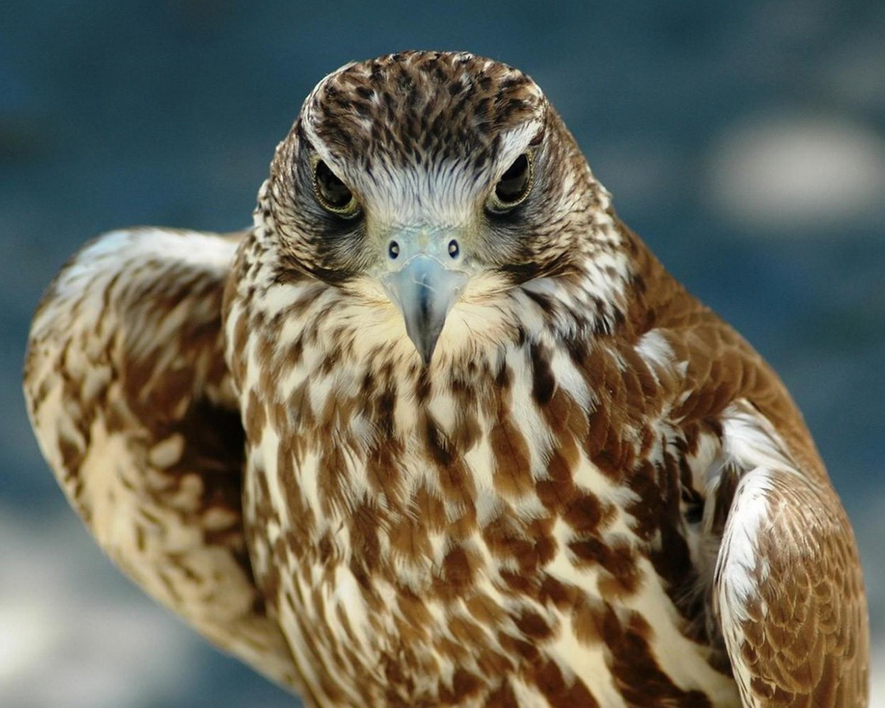 Хищный взгляд