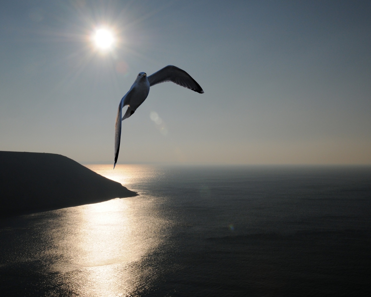 Птица Море Закат