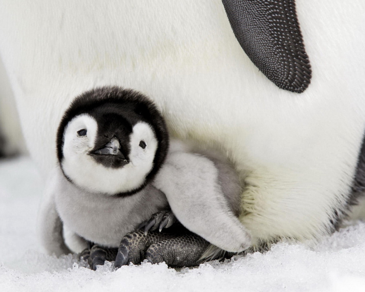 Пингвиненок