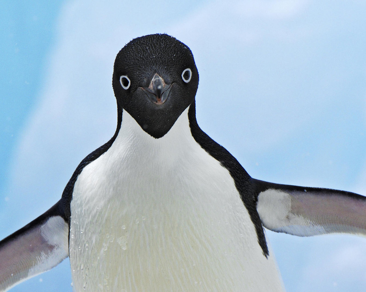 Улыбающийся пингвин