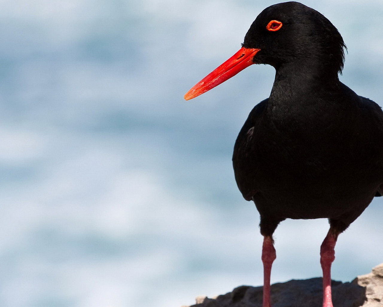 Кулик-сорока