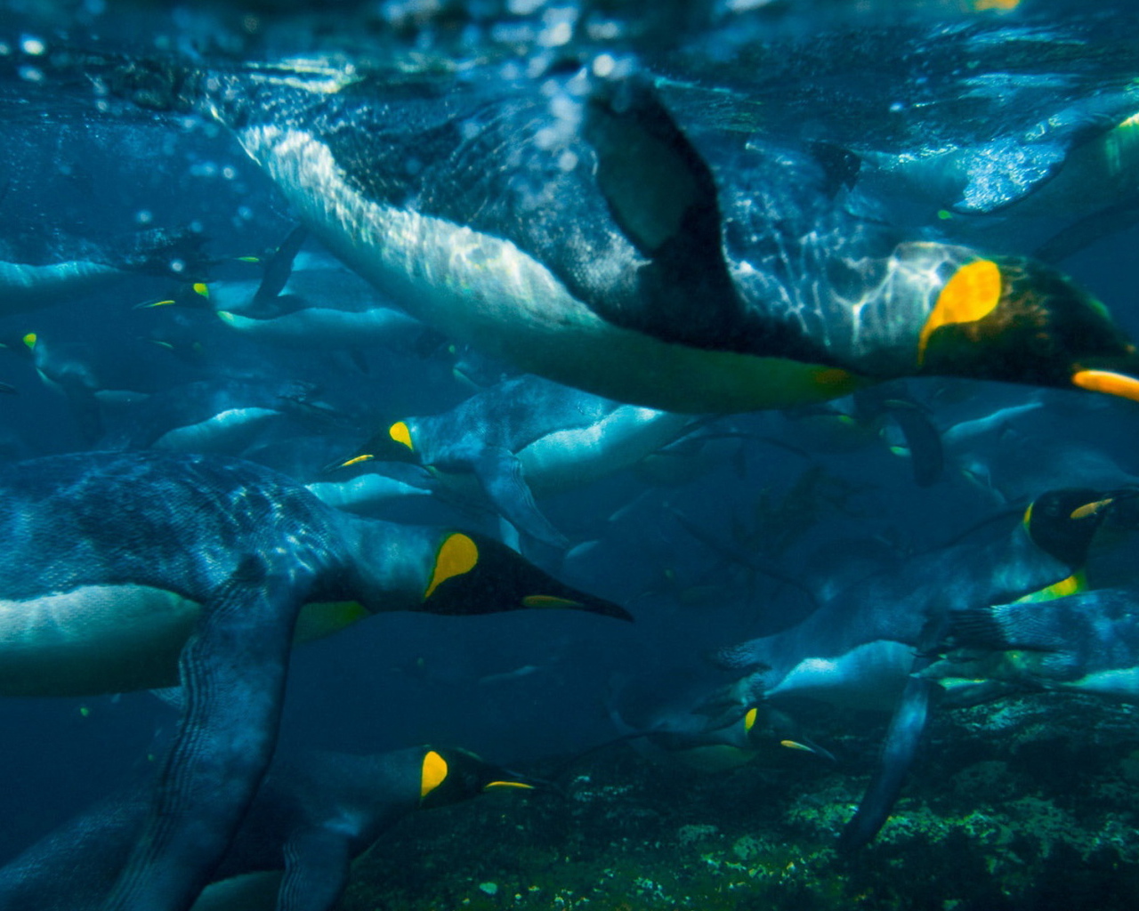 Плывущие пингвины