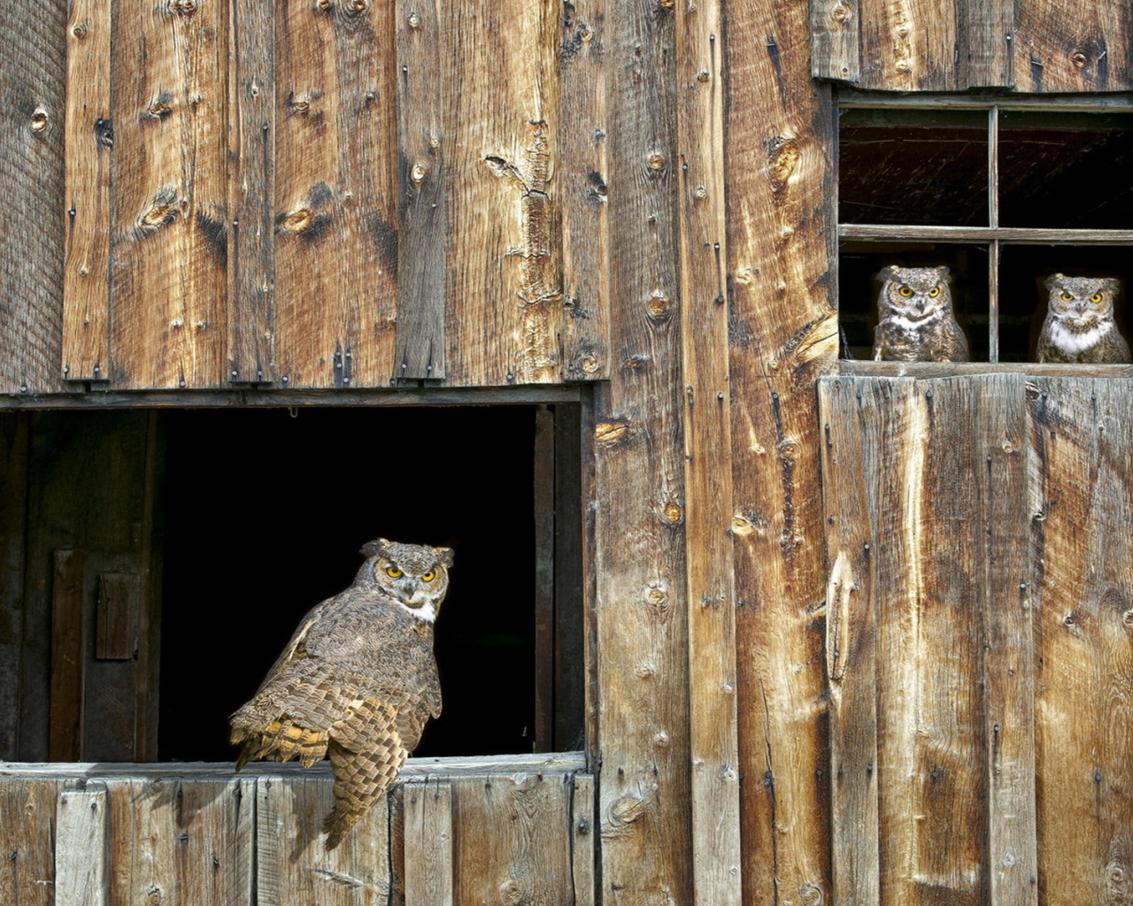 Собрание Сов