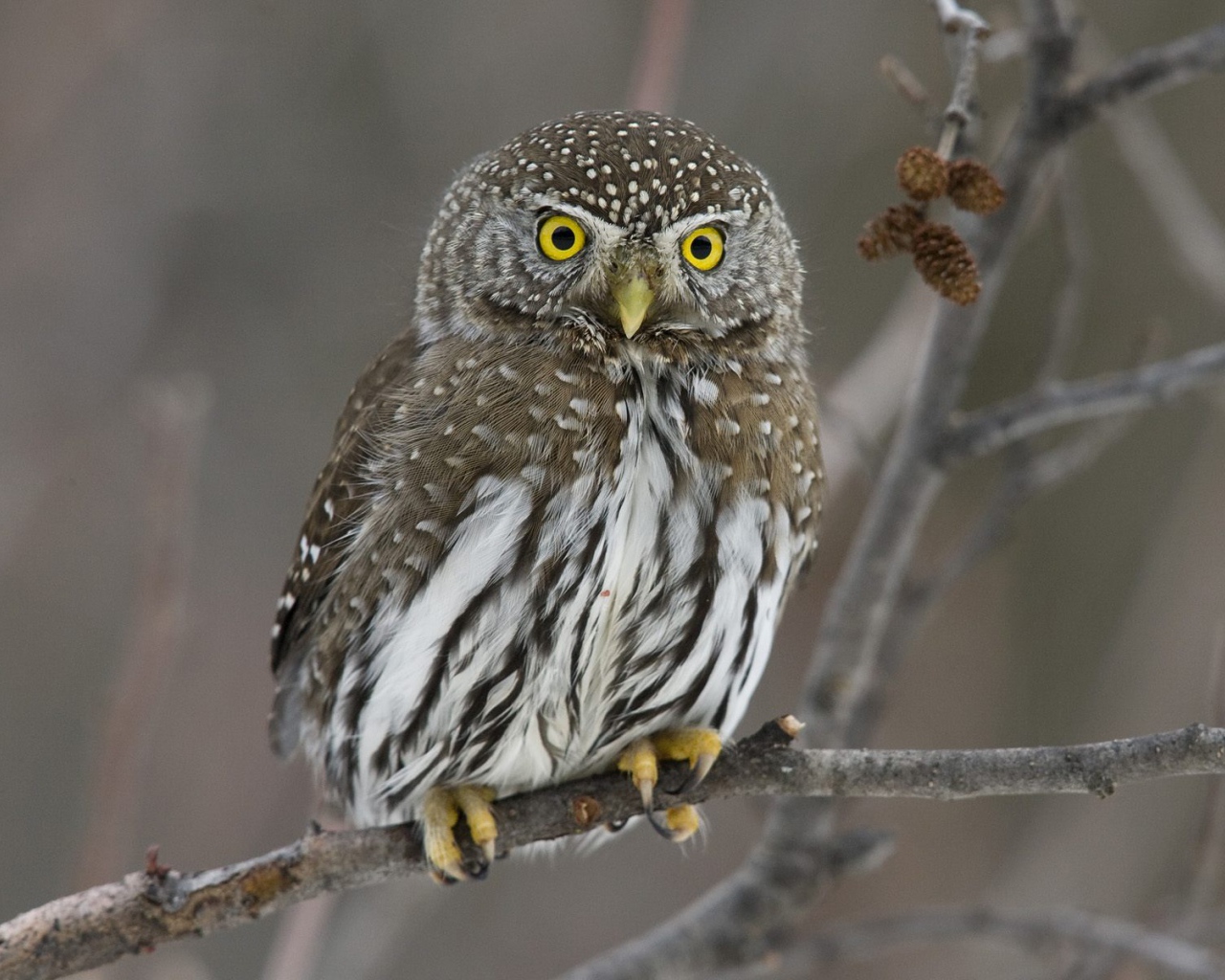 Прикольная сова