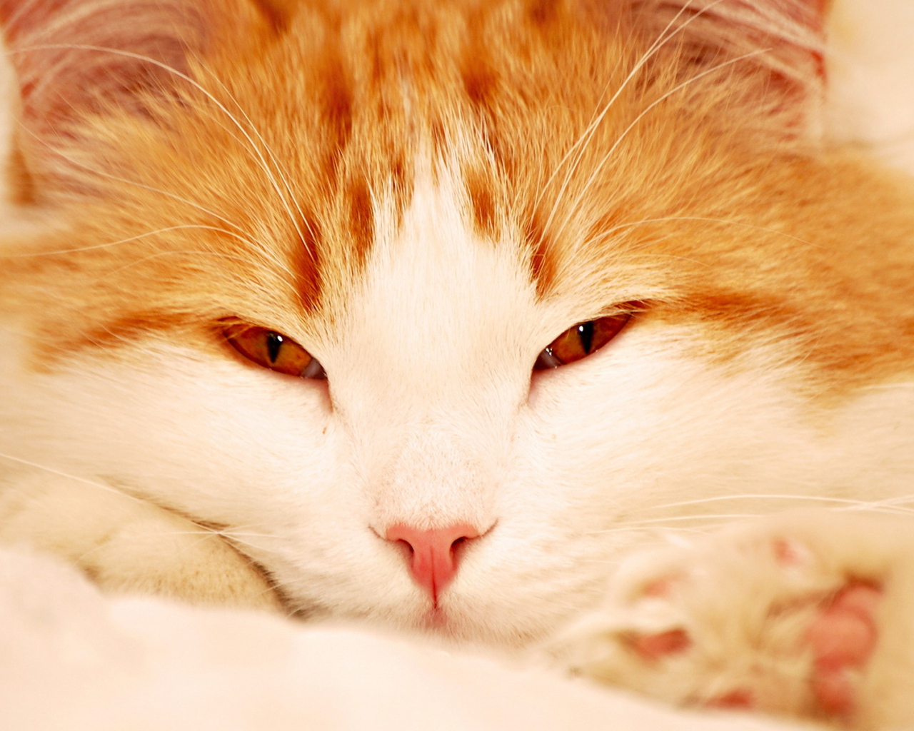 Кошачья мордашка