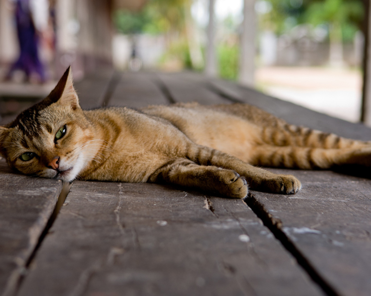 Кошка на полу