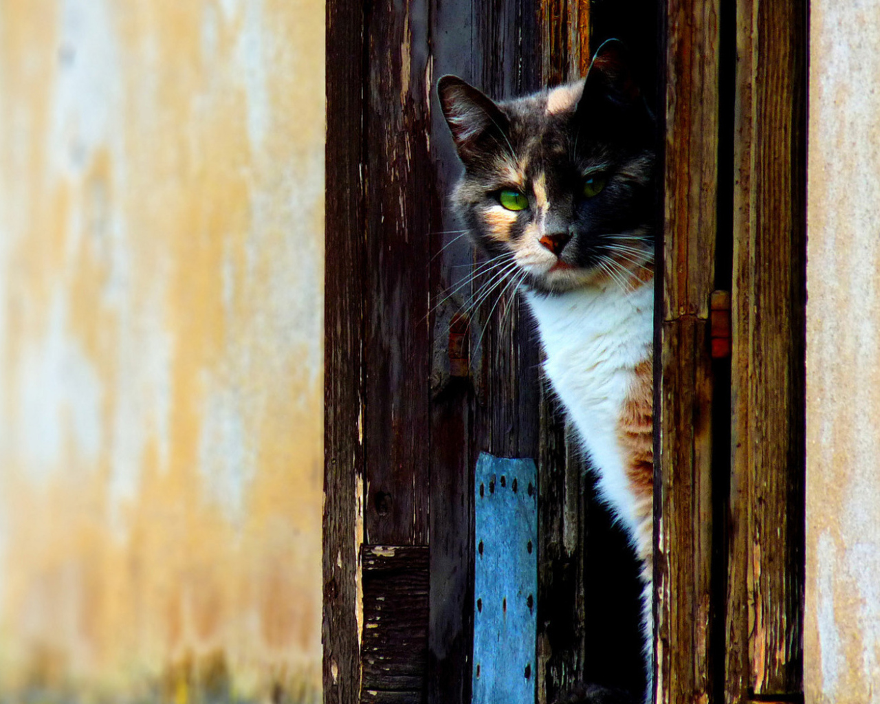 Кошка выглыдывающая из двери