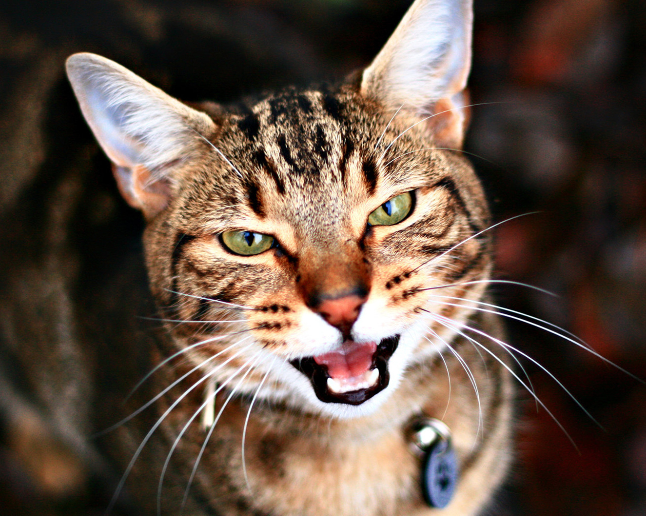 Кариглазый кот