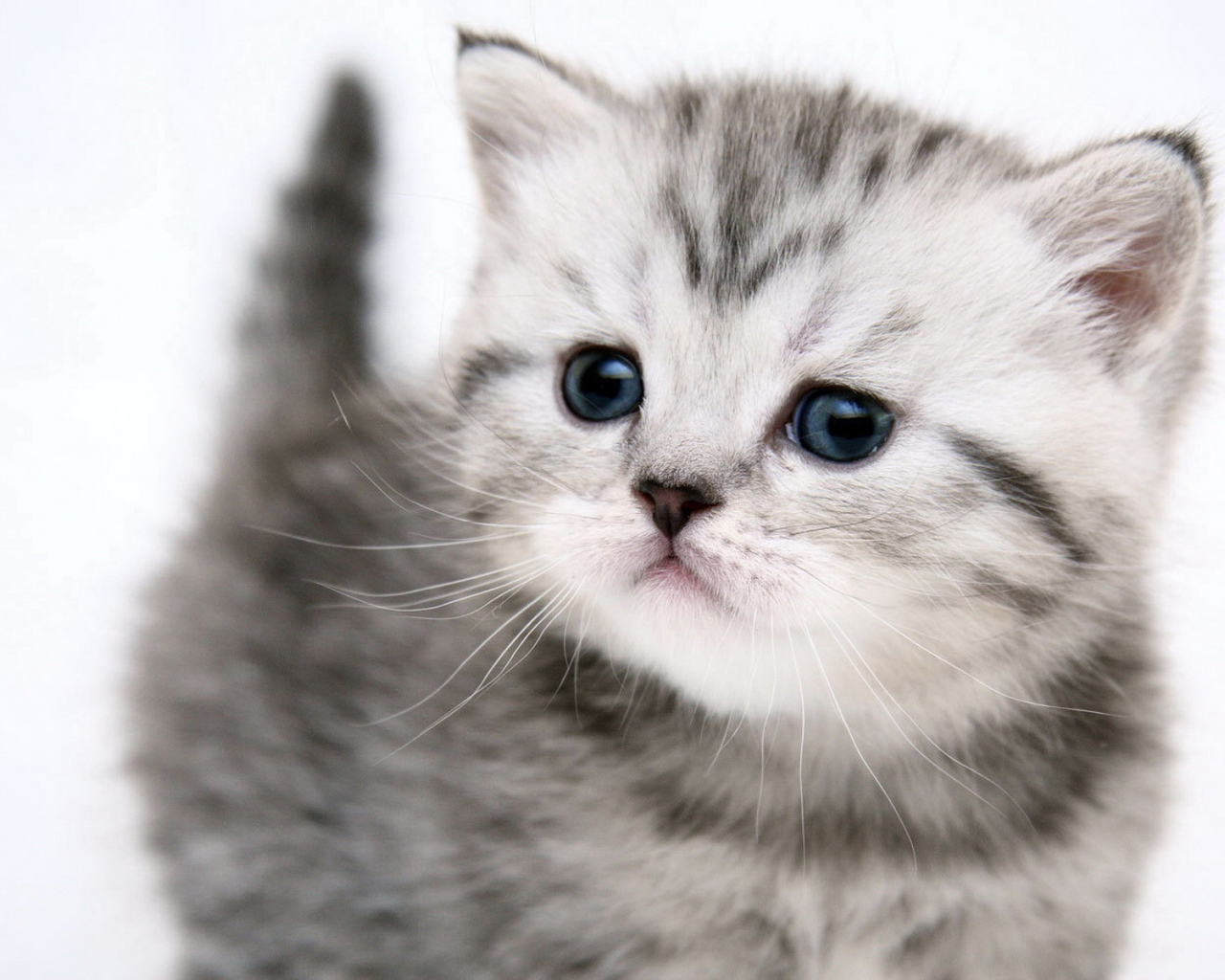 Симпатичный котенок