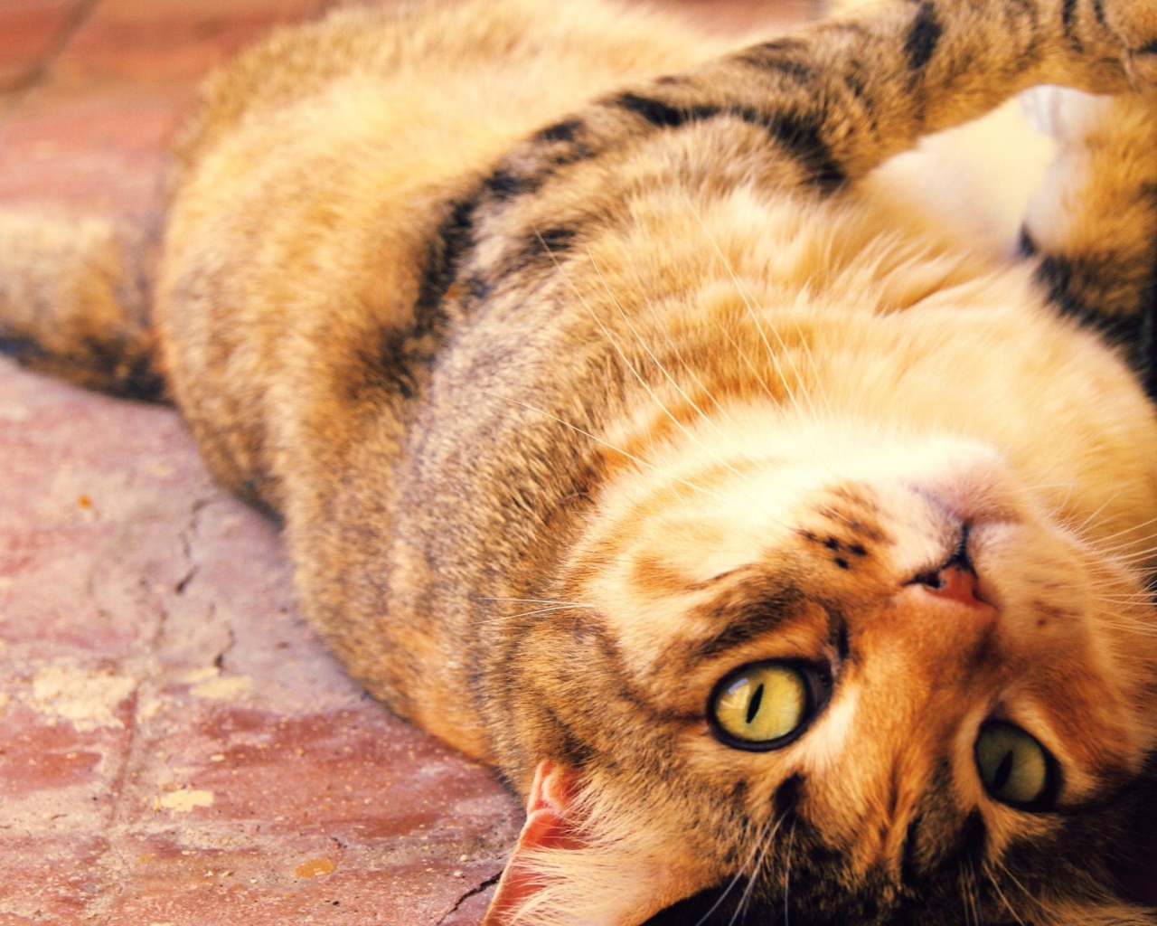 Толстый кот