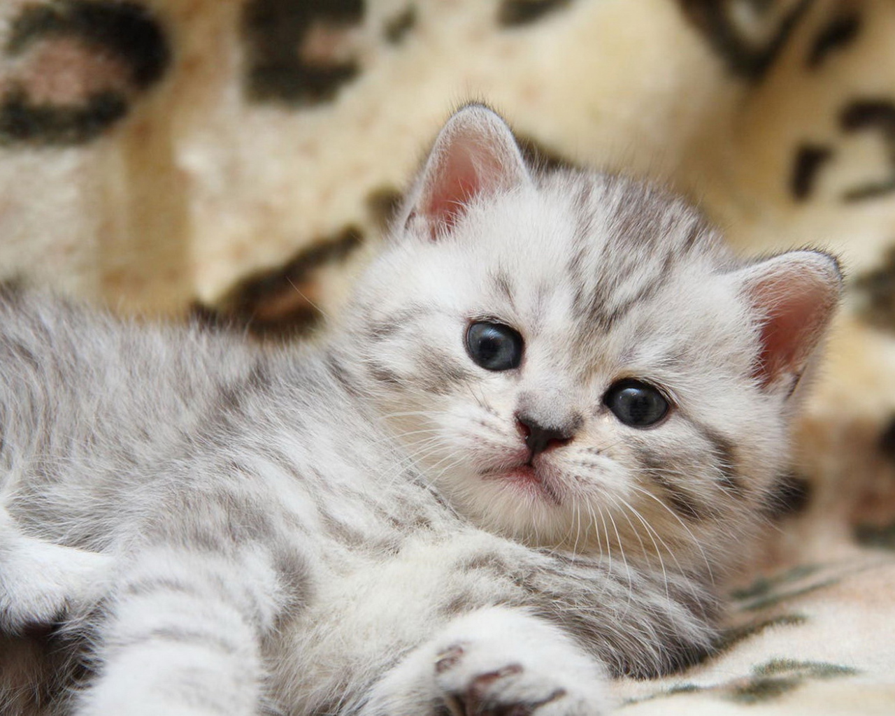 Пушистый котенок