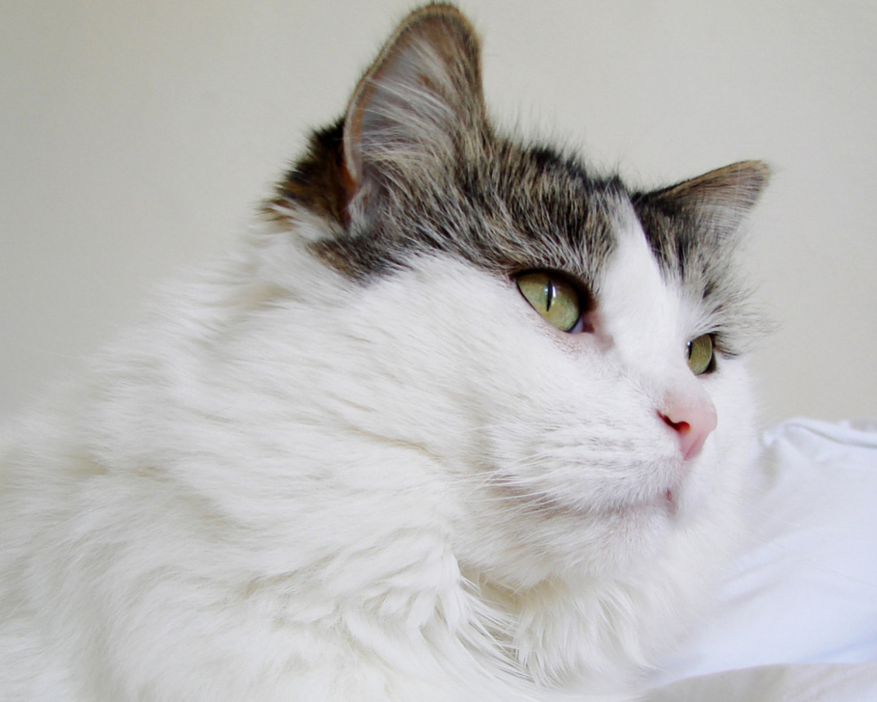 Пушистый кот