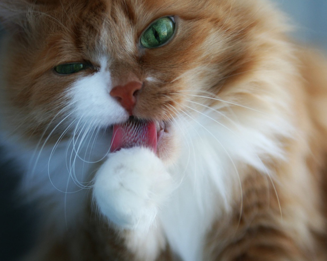 Пушистая кошечка