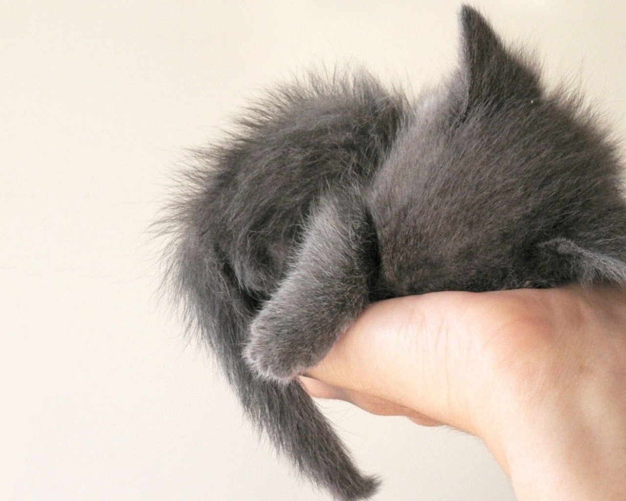 Серый котенок