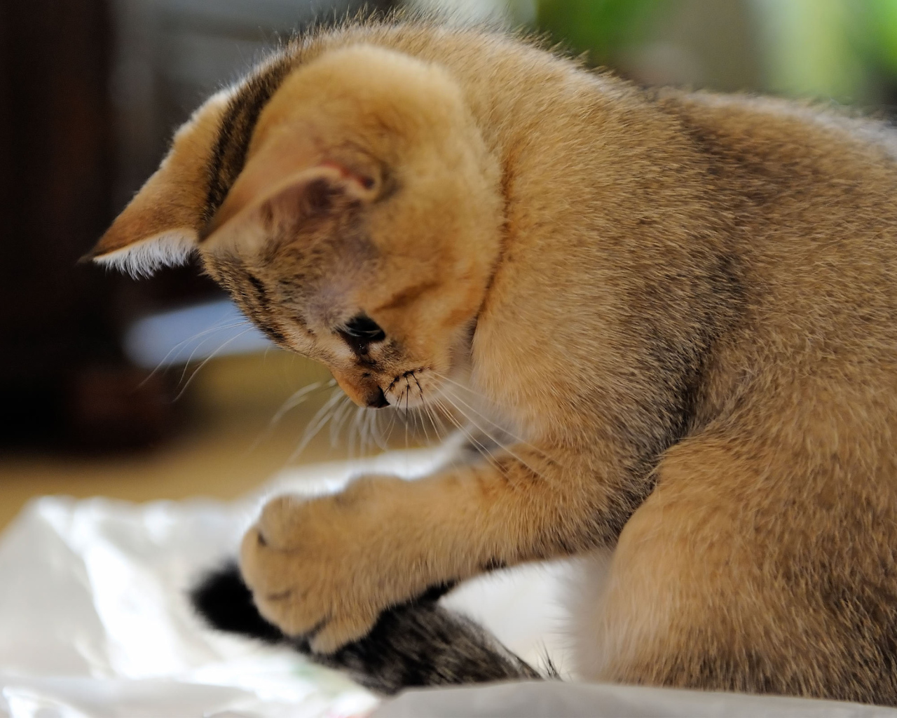 Домашний котенок