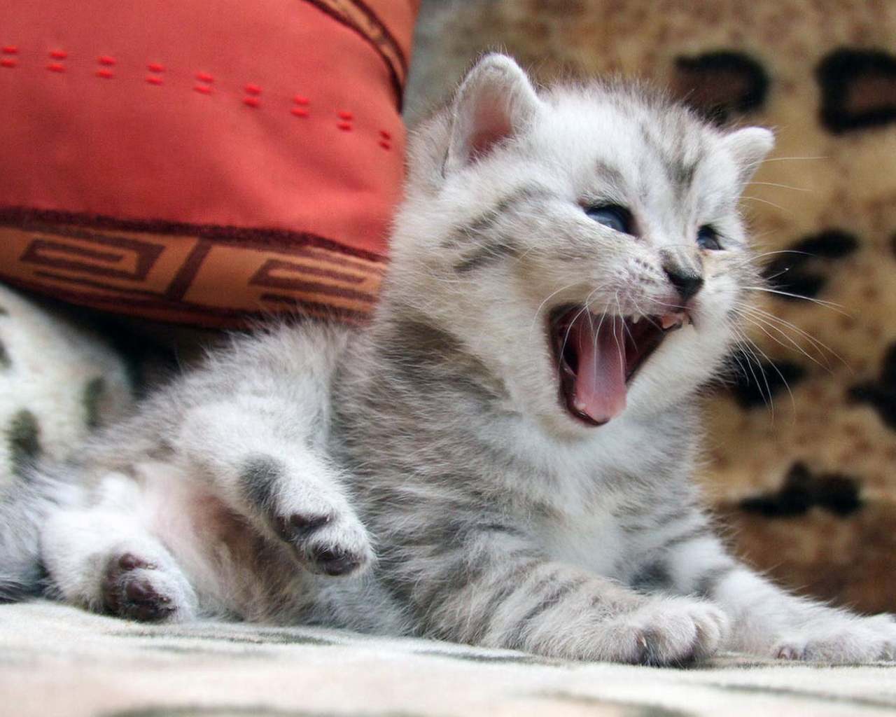 Маленький котенок