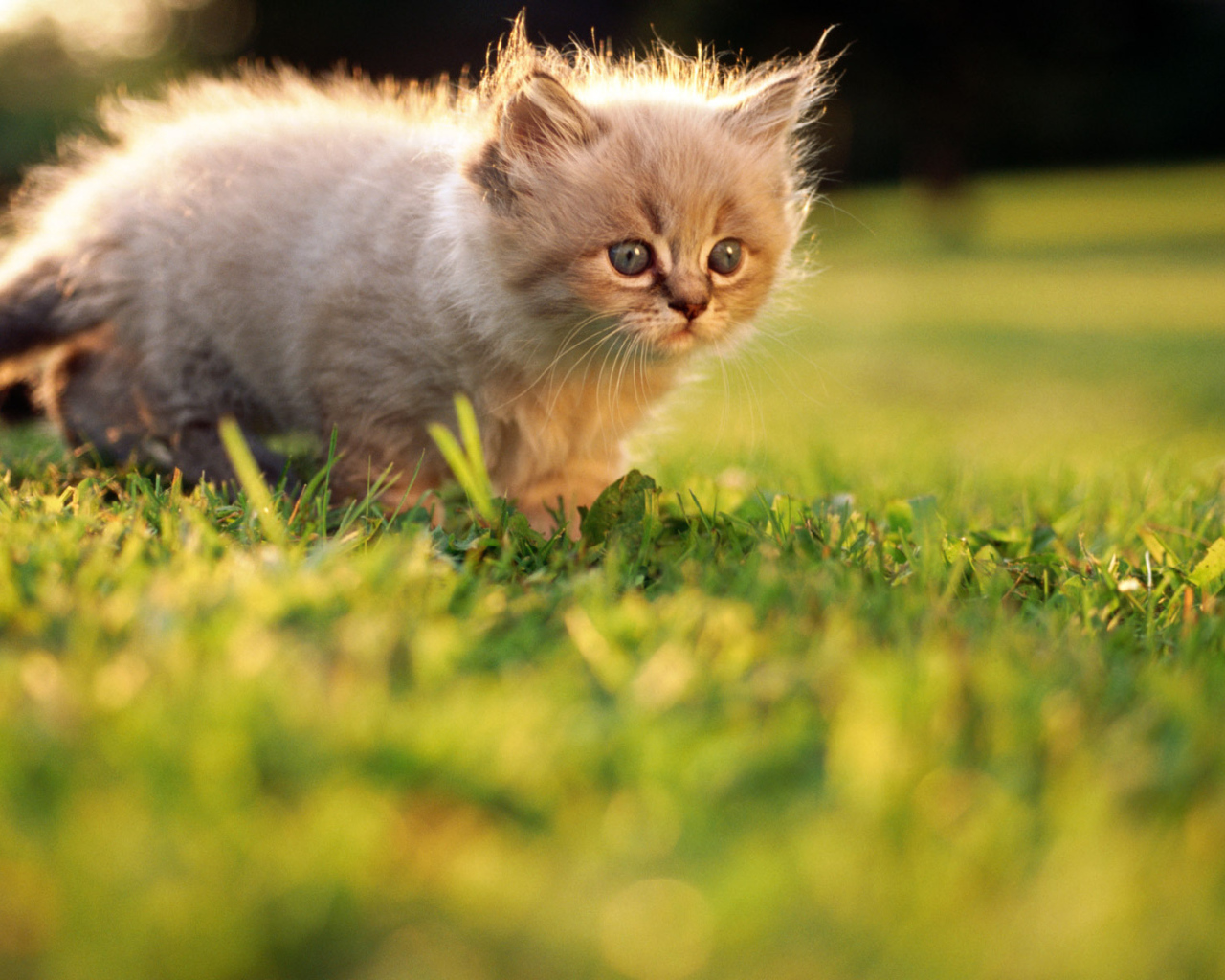 Маленький котенок