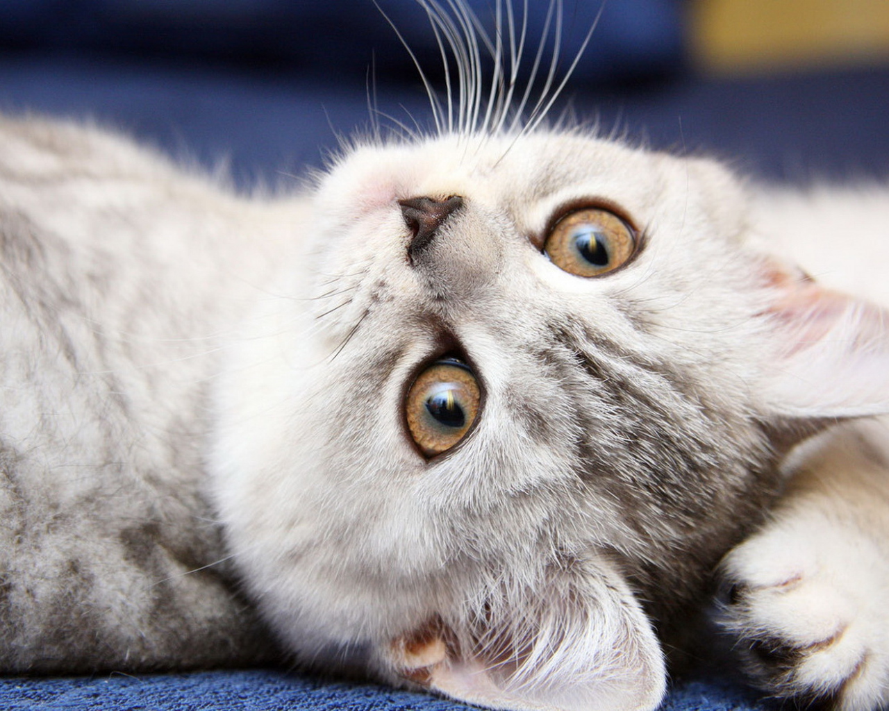 Симпатичная мордашка