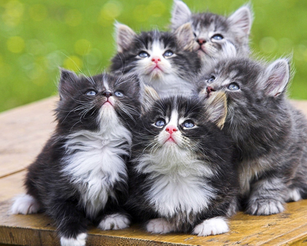 Симпатичные котята