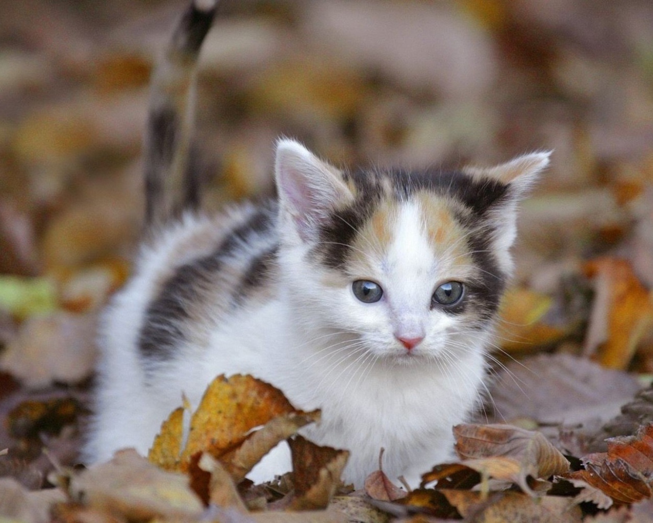 Киса среди листьев