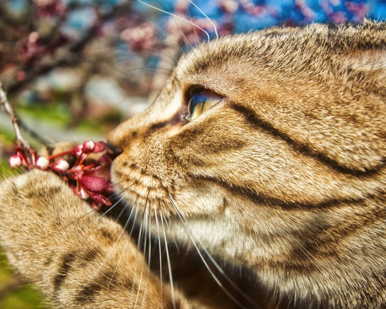 Киса и цветок