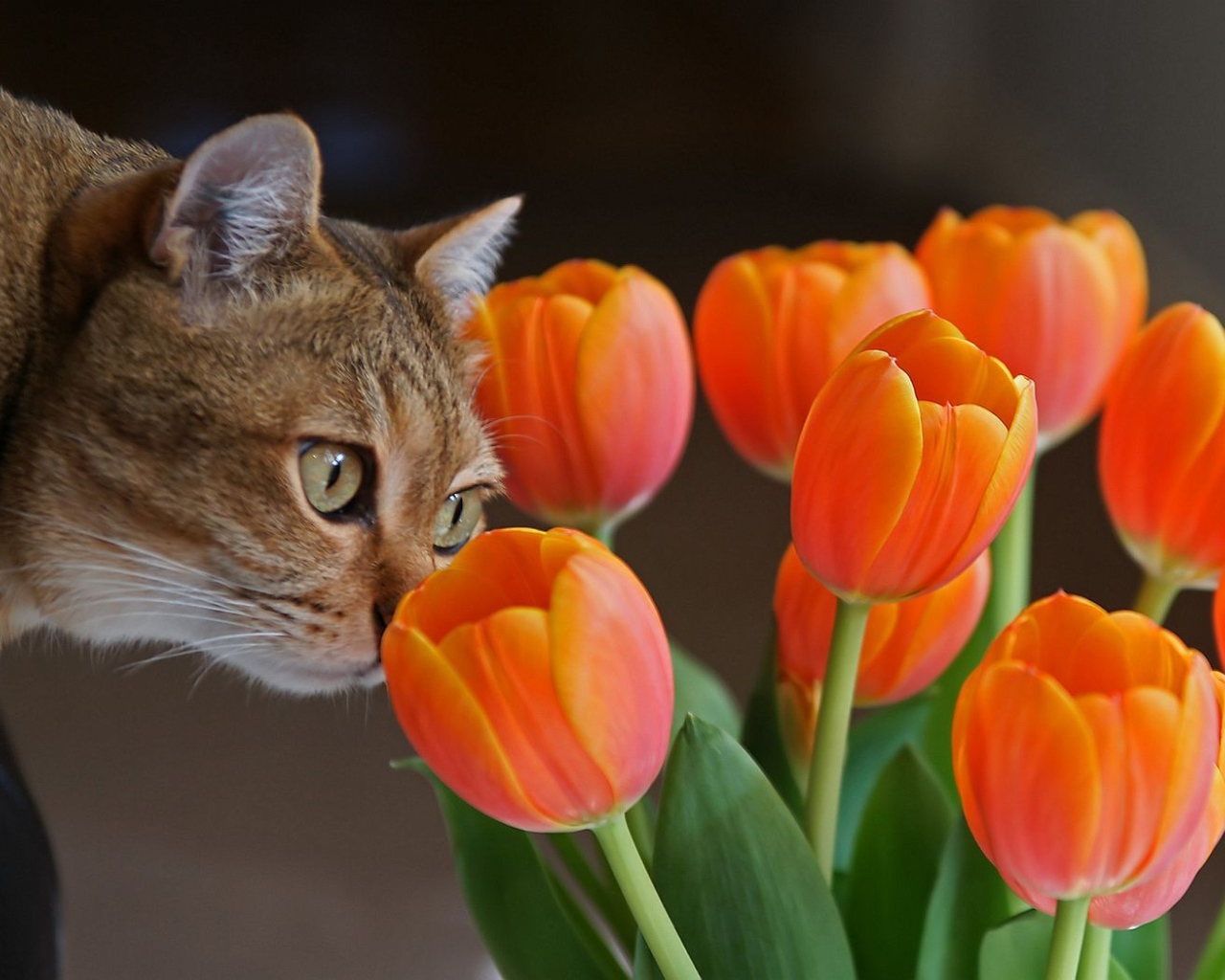 Киса и тюльпаны