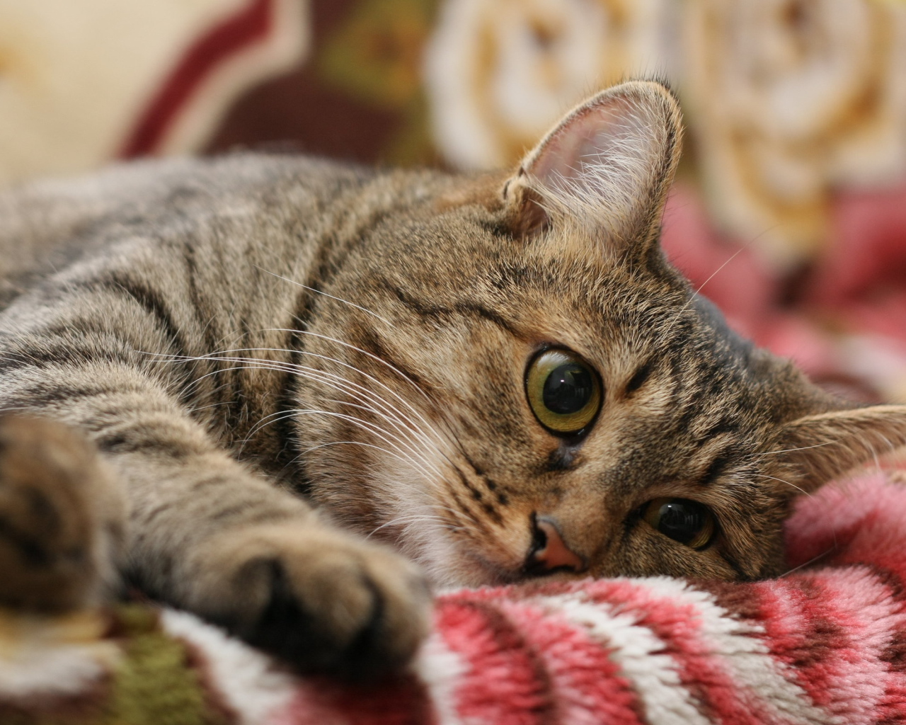 Киса на одеяле